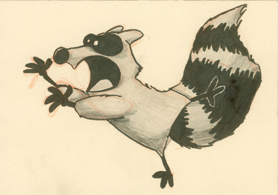 raccoon 001